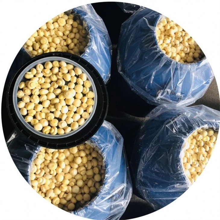 Whole white mushroom in vinegar in plastic drums