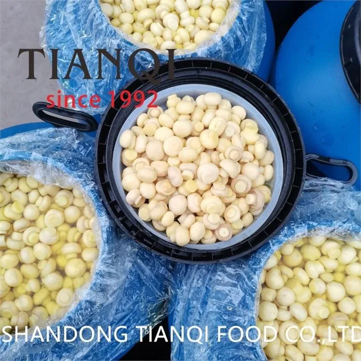 New hot selling white mushroom in drums 50kgs