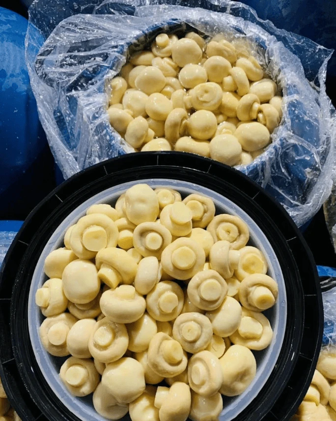 product-684-856 product-684-856